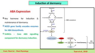 Key hormone for induction &
maintenance of dormancy.
NCED gene family encodes enzymes
for ABA biosynthesis.
SnRK2s – Core ABA signalling
component for dormancy induction.
Tuan et al., 2018
Induction of dormancy
Front. Plant Sci. - Plant Physiology
ABA Expression
 