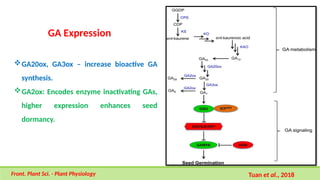 GA Expression
GA20ox, GA3ox – increase bioactive GA
synthesis.
GA2ox: Encodes enzyme inactivating GAs,
higher expression enhances seed
dormancy.
Tuan et al., 2018
Front. Plant Sci. - Plant Physiology
 