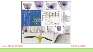 Gene Expression during seed development and maturation | PPTX