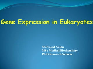 Gene Expression in Eukaryotes
M.Prasad Naidu
MSc Medical Biochemistry,
Ph.D.Research Scholar
 