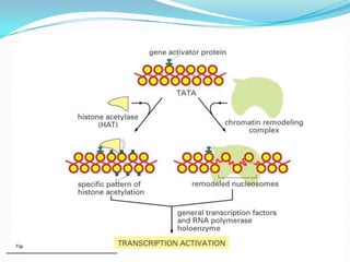 Gene expression in eukaryotes | PPT