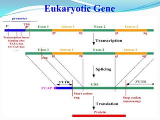 Gene expression in eukaryotes | PPT