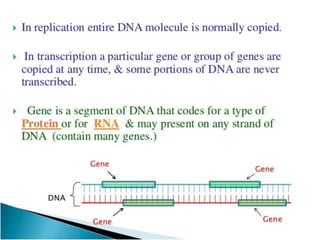 Gene expression in eukaryotes | PPTX