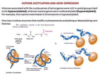 Gene expression in eukaryotes | PPTX