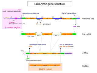 Gene expression in eukaryotes | PPTX