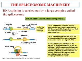 Gene expression in eukaryotes | PPTX