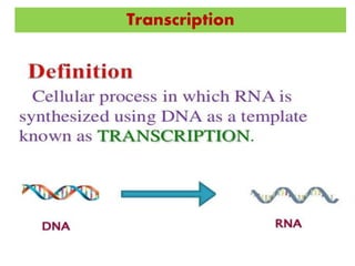 Gene expression in eukaryotes | PPTX
