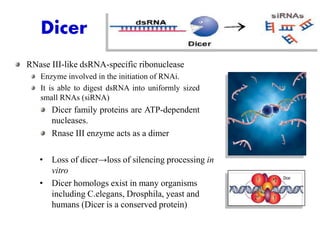 Gene expression in eukaryotes | PPTX