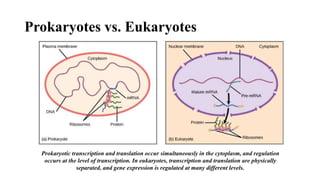Gene expression in eukaryotes.pptx