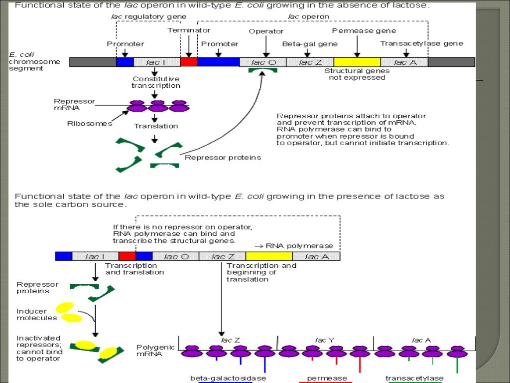 Gene expression in_prokaryotes