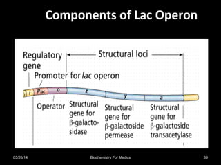 Components of Lac OperonComponents of Lac Operon
03/26/14 39Biochemistry For Medics
 