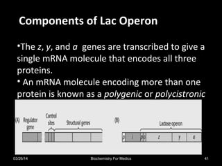 •The z, y, and a genes are transcribed to give a
single mRNA molecule that encodes all three
proteins.
• An mRNA molecule encoding more than one
protein is known as a polygenic or polycistronic
Components of Lac OperonComponents of Lac Operon
03/26/14 41Biochemistry For Medics
 