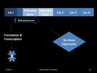 Lac I
Promoter
gene
Operator
gene
Lac Z Lac Y Lac A
R
Translation &
Transcription
RNA polymerase
No Gene
Expression
03/26/14 44Biochemistry For Medics
 