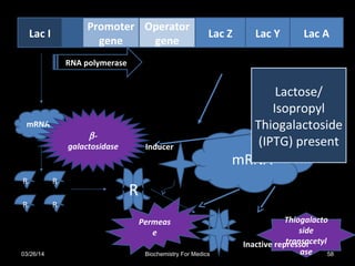 Lac I
Promoter
gene
Operator
gene
Lac Z Lac Y Lac A
mRNA
R R
RR
RNA polymerase
mRNA
Thiogalacto
side
transacetyl
ase
Permeas
e
β-
galactosidase Inducer
Inactive repressor
R
Lactose/
Isopropyl
Thiogalactoside
(IPTG) present
03/26/14 58Biochemistry For Medics
 