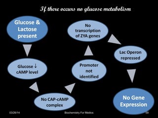 If there occurs no glucose metabolism
03/26/14 59Biochemistry For Medics
 