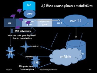 Lac I
Promoter
gene
Operator
gene
Lac Z Lac Y Lac A
cAMP ↑↑↑
Glucose pool gets depleted
due to metabolism
CAP-cAMP
complex formed
cAMP
RNA polymerase
mRNA
β-galactosidase
Permease
Thiogalactoside
transacetylase
If there occurs glucose metabolism
R
IR
I
03/26/14 60Biochemistry For Medics
 