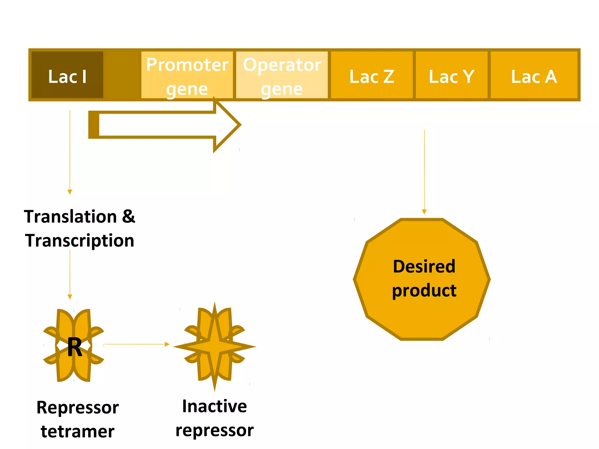 Lac I
Promoter
gene
Operator
gene
Lac Z Lac Y Lac A
RNA polymerase
Repressor
tetramer
R
Translation &
Transcription
Inactive
repressor
Desired
product
 