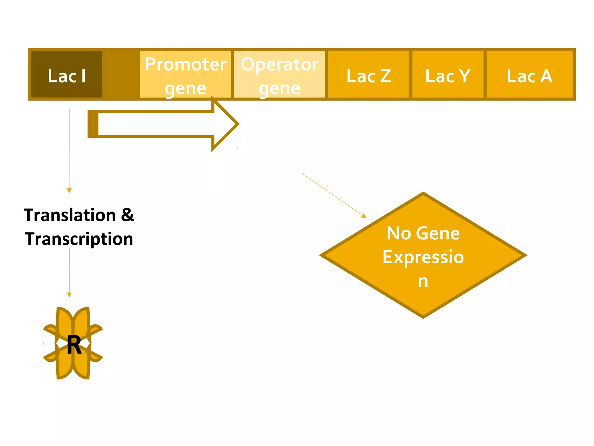 Lac I
Promoter
gene
Operator
gene
Lac Z Lac Y Lac A
R
Translation &
Transcription
RNA polymerase
No Gene
Expressio
n
 