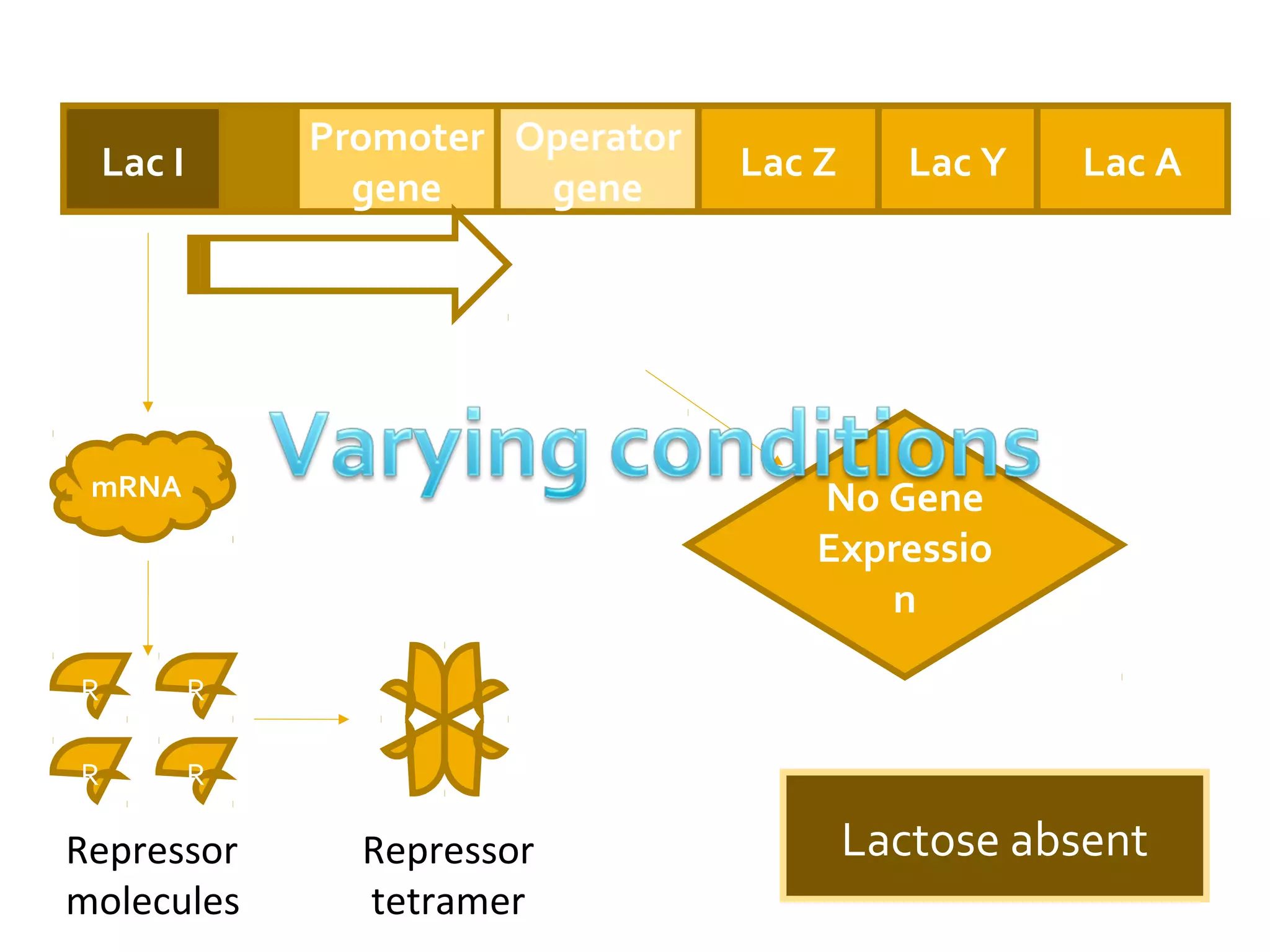 Lac I
Promoter
gene
Operator
gene
Lac Z Lac Y Lac A
mRNA
R R
RR
Lactose absentRepressor
molecules
Repressor
tetramer
No Gene
Expressio
n
RNA polymerase
 