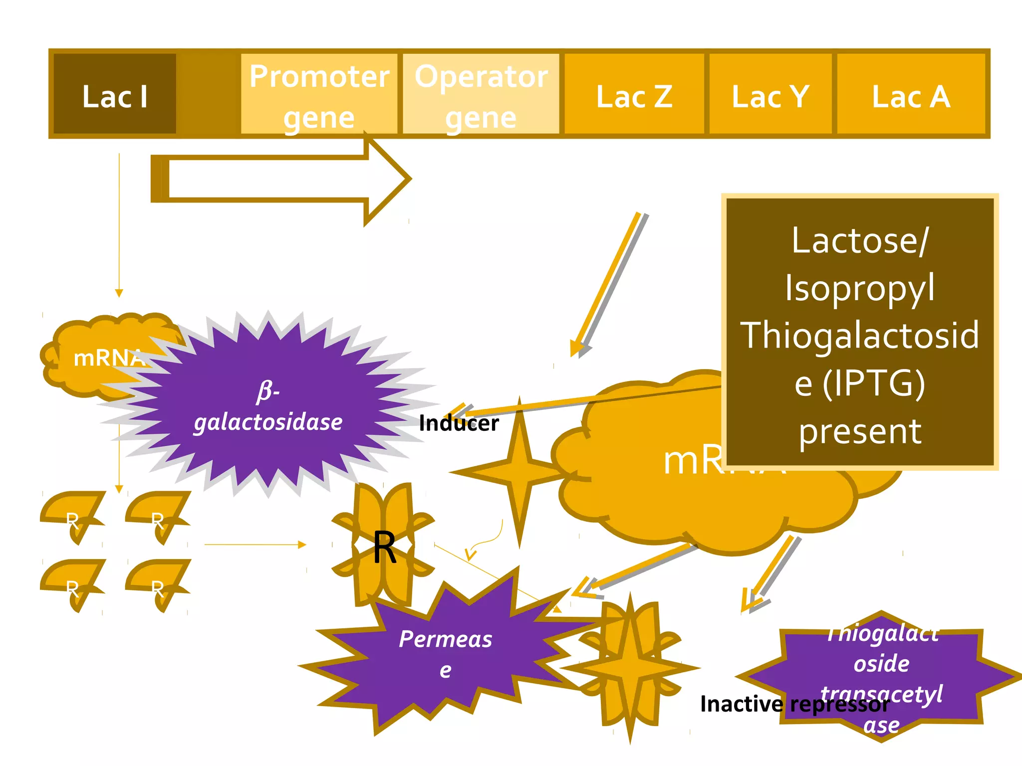 Lac I
Promoter
gene
Operator
gene
Lac Z Lac Y Lac A
mRNA
R R
RR
RNA polymerase
mRNA
Thiogalact
oside
transacetyl
ase
Permeas
e
β-
galactosidase Inducer
Inactive repressor
R
Lactose/
Isopropyl
Thiogalactosid
e (IPTG)
present
 