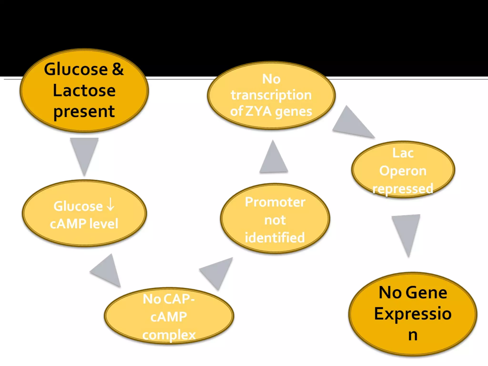 If there occurs no glucose metabolism
 