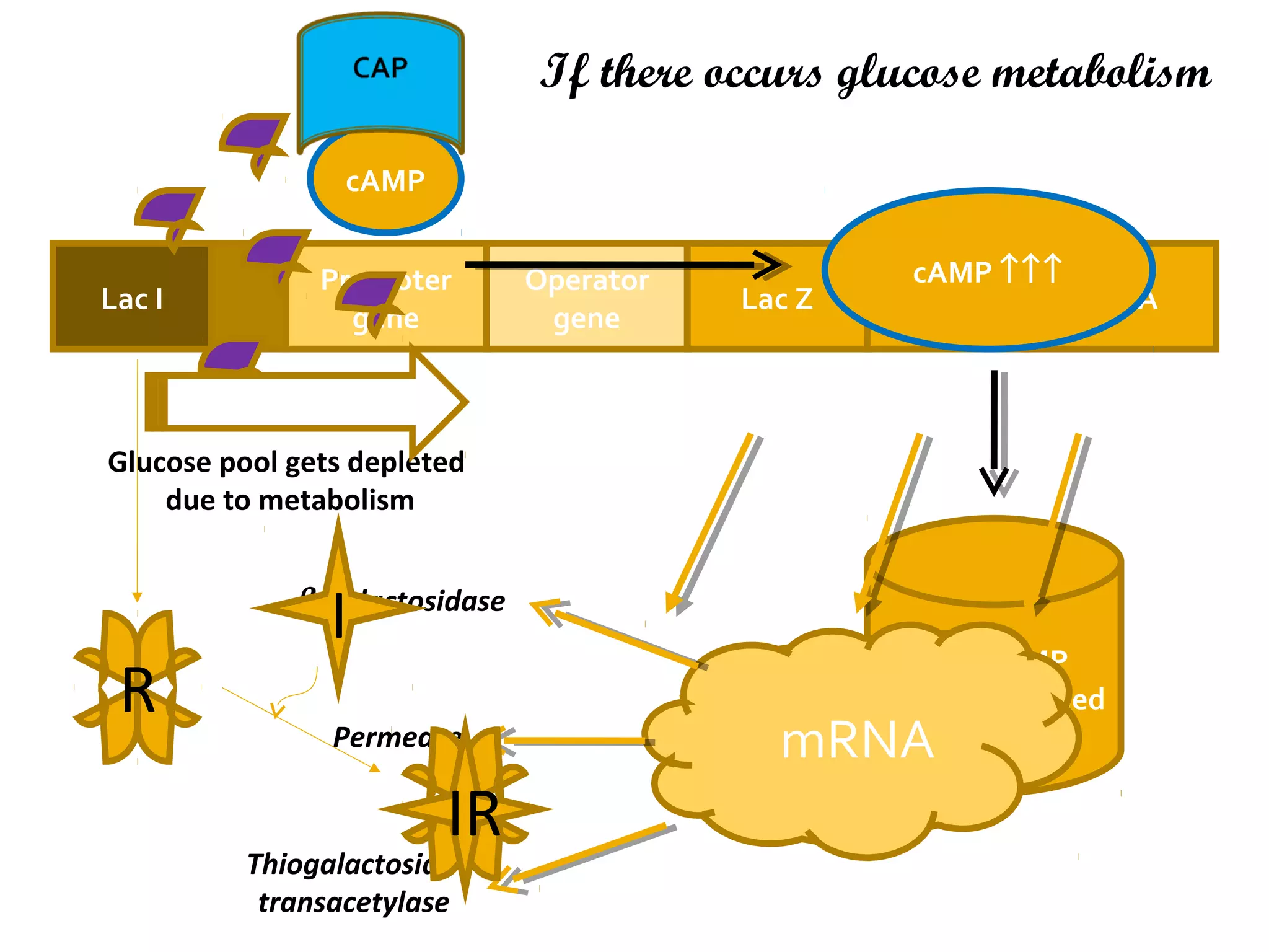 Lac I
Promoter
gene
Operator
gene
Lac Z Lac Y Lac A
cAMP ↑↑↑
Glucose pool gets depleted
due to metabolism
CAP-cAMP
complex formed
cAMP
RNA polymerase
mRNA
β-galactosidase
Permease
Thiogalactoside
transacetylase
If there occurs glucose metabolism
R
IR
I
 