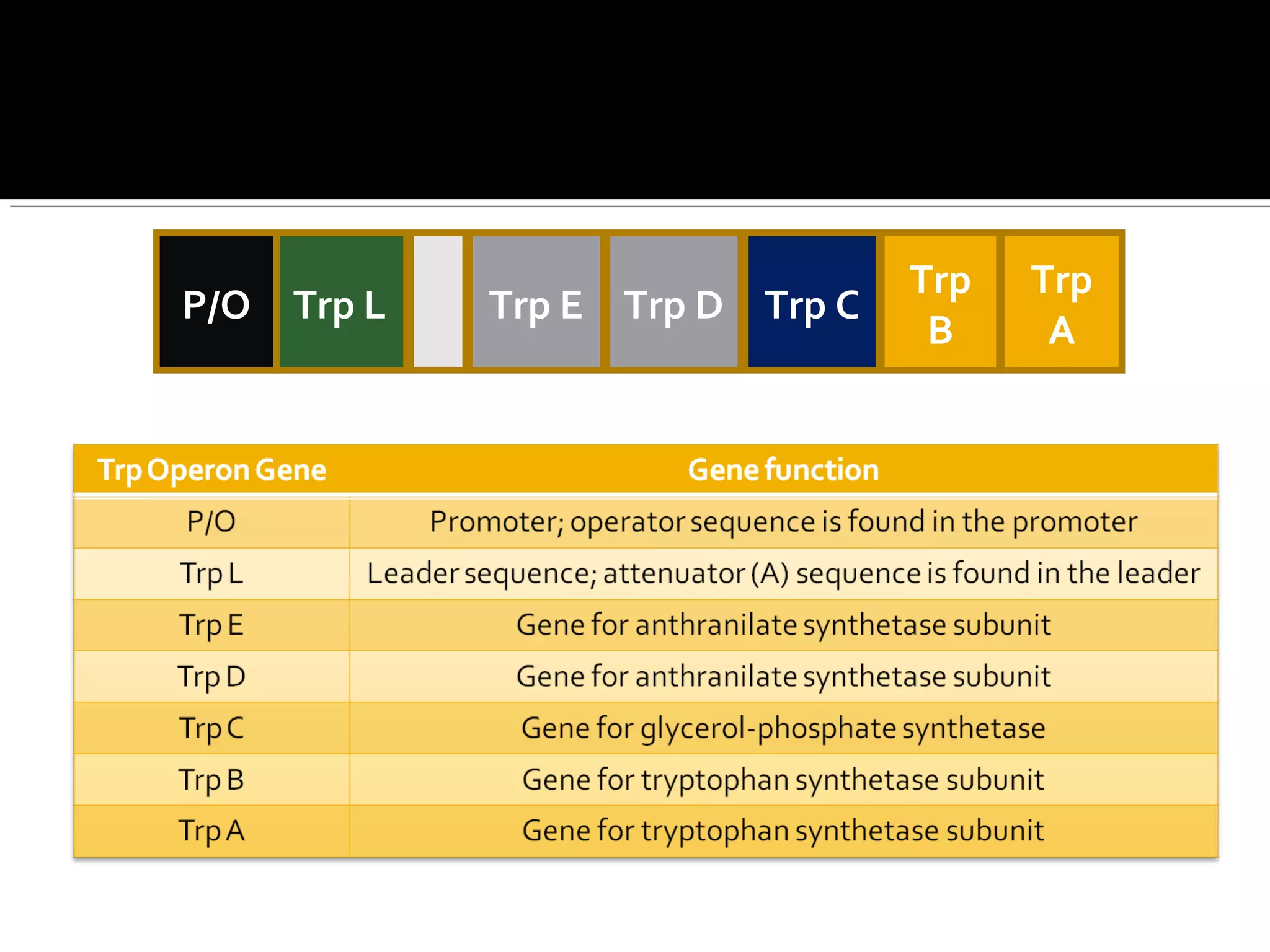 Trp Operon Model
Trp
A
Trp C
Trp
B
Trp LP/O Trp E Trp D
 