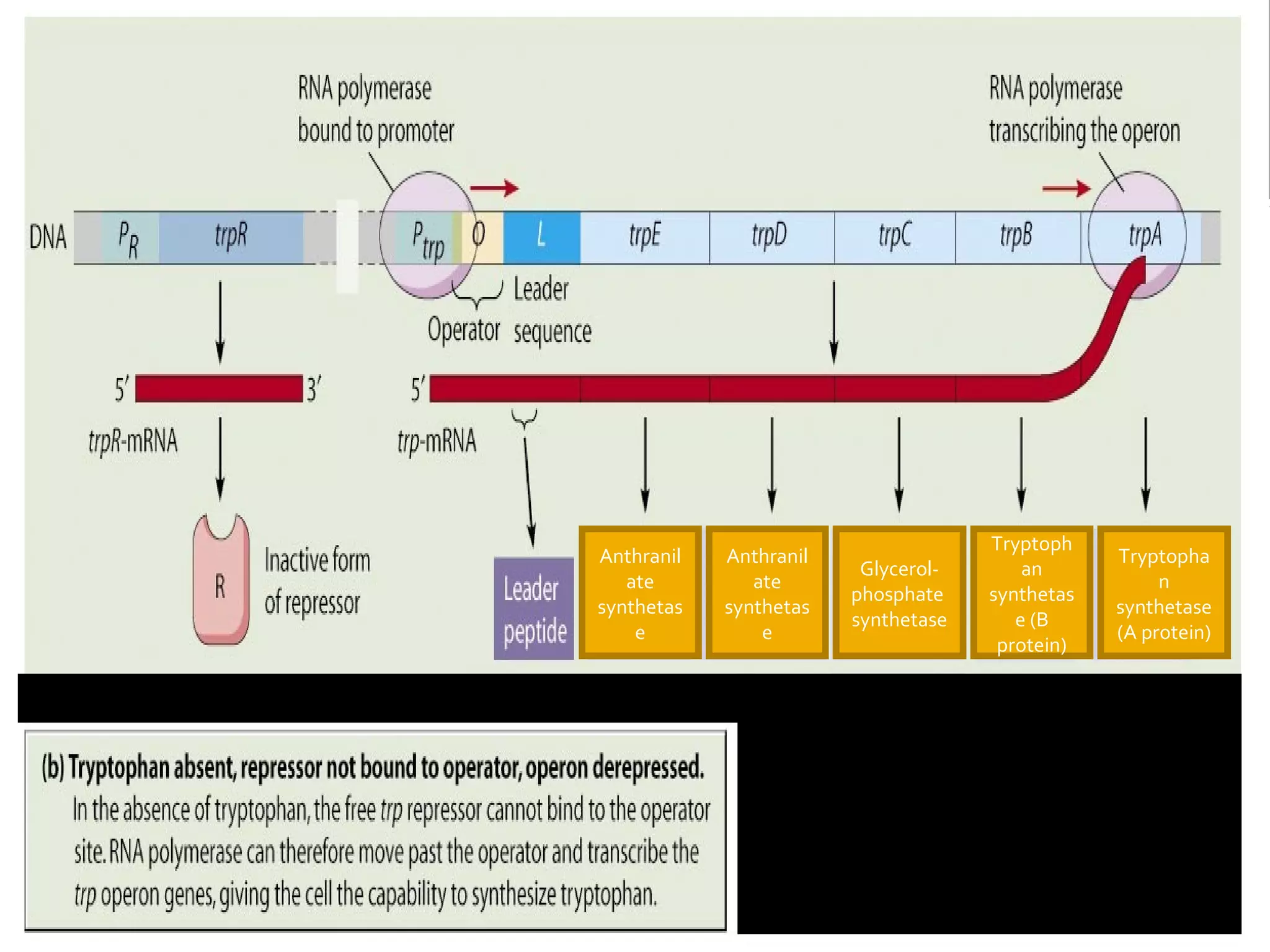 Tryptoph
an
synthetas
e (B
protein)
Tryptopha
n
synthetase
(A protein)
Anthranil
ate
synthetas
e
Anthranil
ate
synthetas
e
Glycerol-
phosphate
synthetase
 