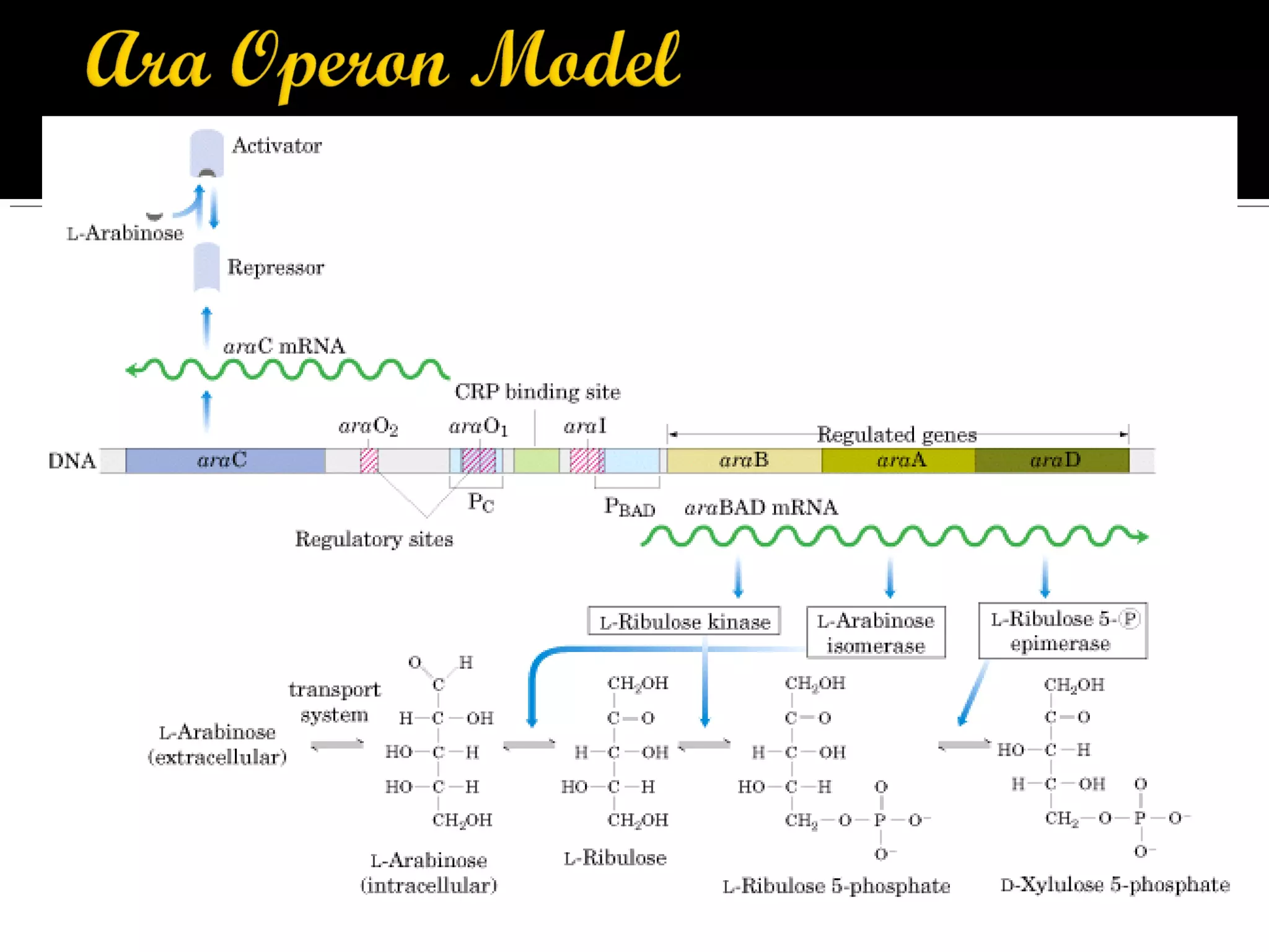 1. L-arabinose operon model
2. Controlled by a dual positive and
negative system
3. 3 structural genes: araB, araA, and
araD
4. Encode the metabolic enzymes for
breaking down arabinose for
further metabolism via the HMP
Shunt pathway
 