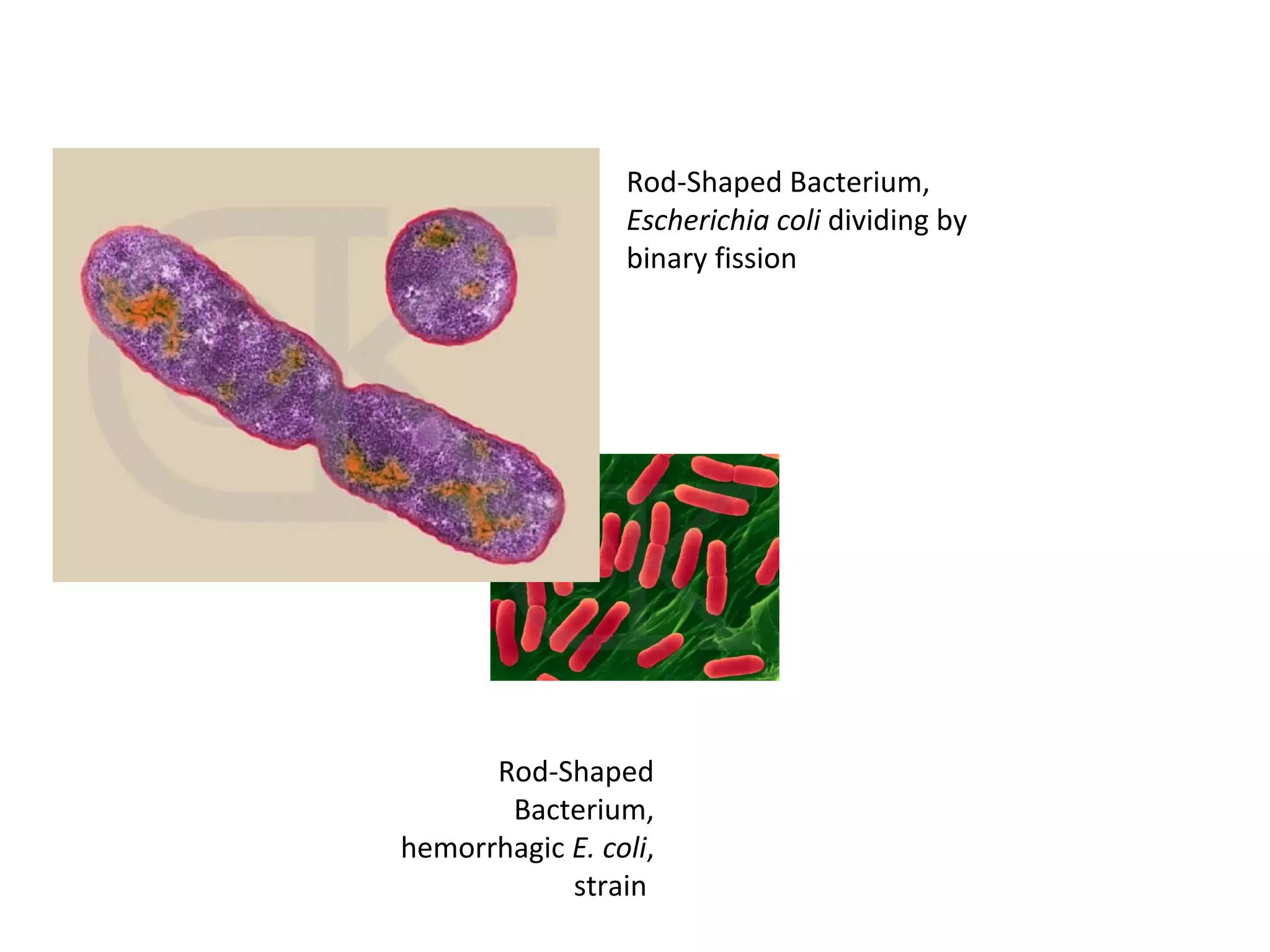 Rod-Shaped Bacterium,
Escherichia coli dividing by
binary fission
Rod-Shaped
Bacterium,
hemorrhagic E. coli,
strain
 
