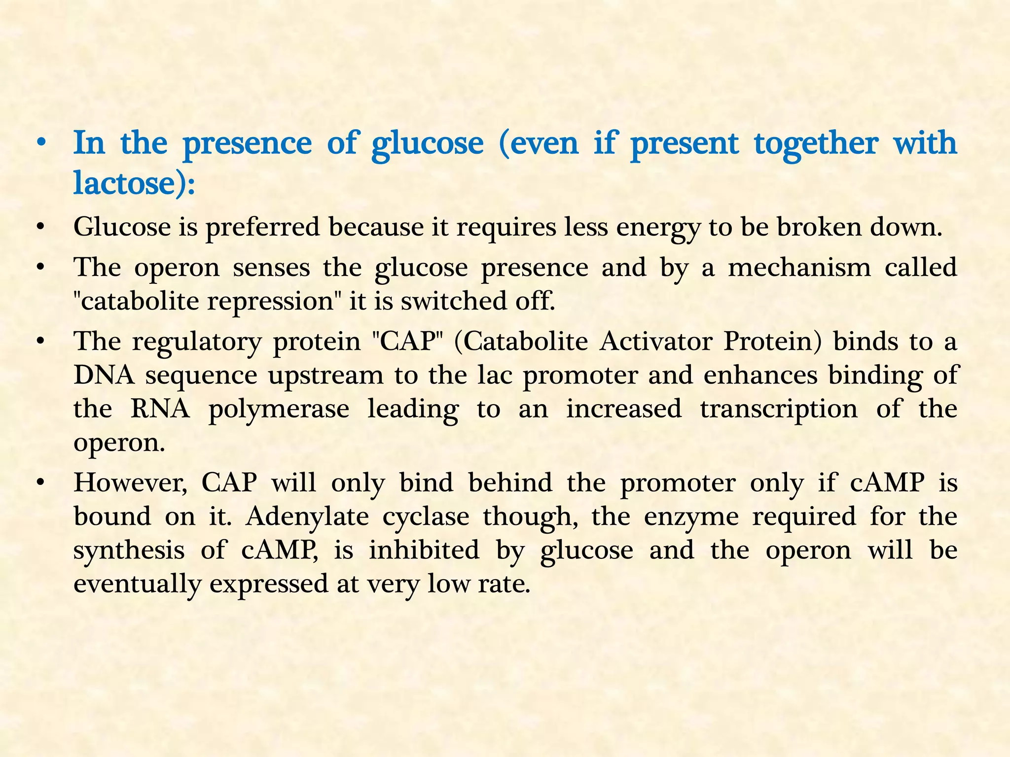 • In the presence of glucose (even if present together with
lactose):
• Glucose is preferred because it requires less energy to be broken down.
• The operon senses the glucose presence and by a mechanism called
"catabolite repression" it is switched off.
• The regulatory protein "CAP" (Catabolite Activator Protein) binds to a
DNA sequence upstream to the lac promoter and enhances binding of
the RNA polymerase leading to an increased transcription of the
operon.
• However, CAP will only bind behind the promoter only if cAMP is
bound on it. Adenylate cyclase though, the enzyme required for the
synthesis of cAMP, is inhibited by glucose and the operon will be
eventually expressed at very low rate.
 