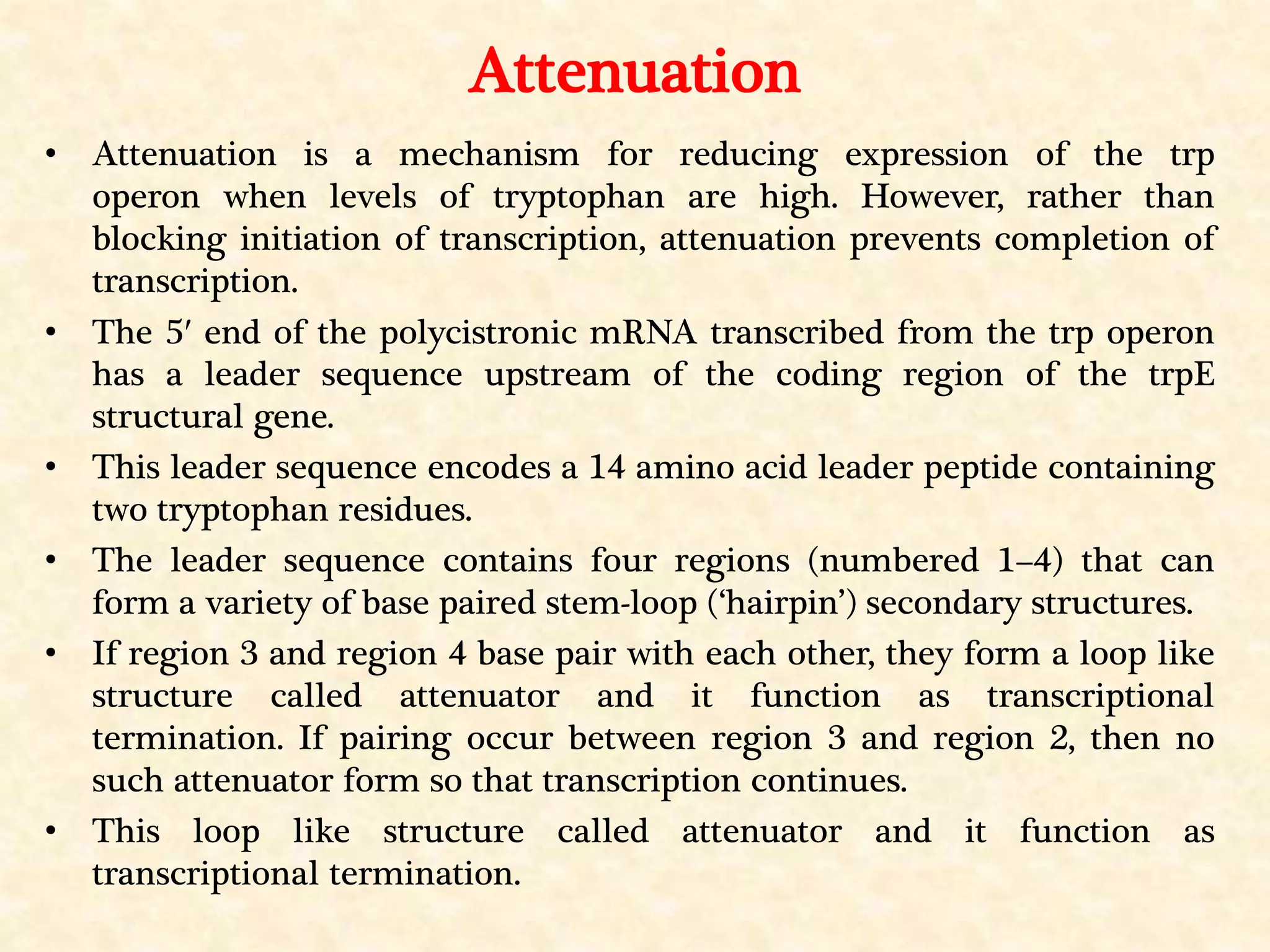 Attenuation
• Attenuation is a mechanism for reducing expression of the trp
operon when levels of tryptophan are high. However, rather than
blocking initiation of transcription, attenuation prevents completion of
transcription.
• The 5′ end of the polycistronic mRNA transcribed from the trp operon
has a leader sequence upstream of the coding region of the trpE
structural gene.
• This leader sequence encodes a 14 amino acid leader peptide containing
two tryptophan residues.
• The leader sequence contains four regions (numbered 1–4) that can
form a variety of base paired stem-loop (‘hairpin’) secondary structures.
• If region 3 and region 4 base pair with each other, they form a loop like
structure called attenuator and it function as transcriptional
termination. If pairing occur between region 3 and region 2, then no
such attenuator form so that transcription continues.
• This loop like structure called attenuator and it function as
transcriptional termination.
 
