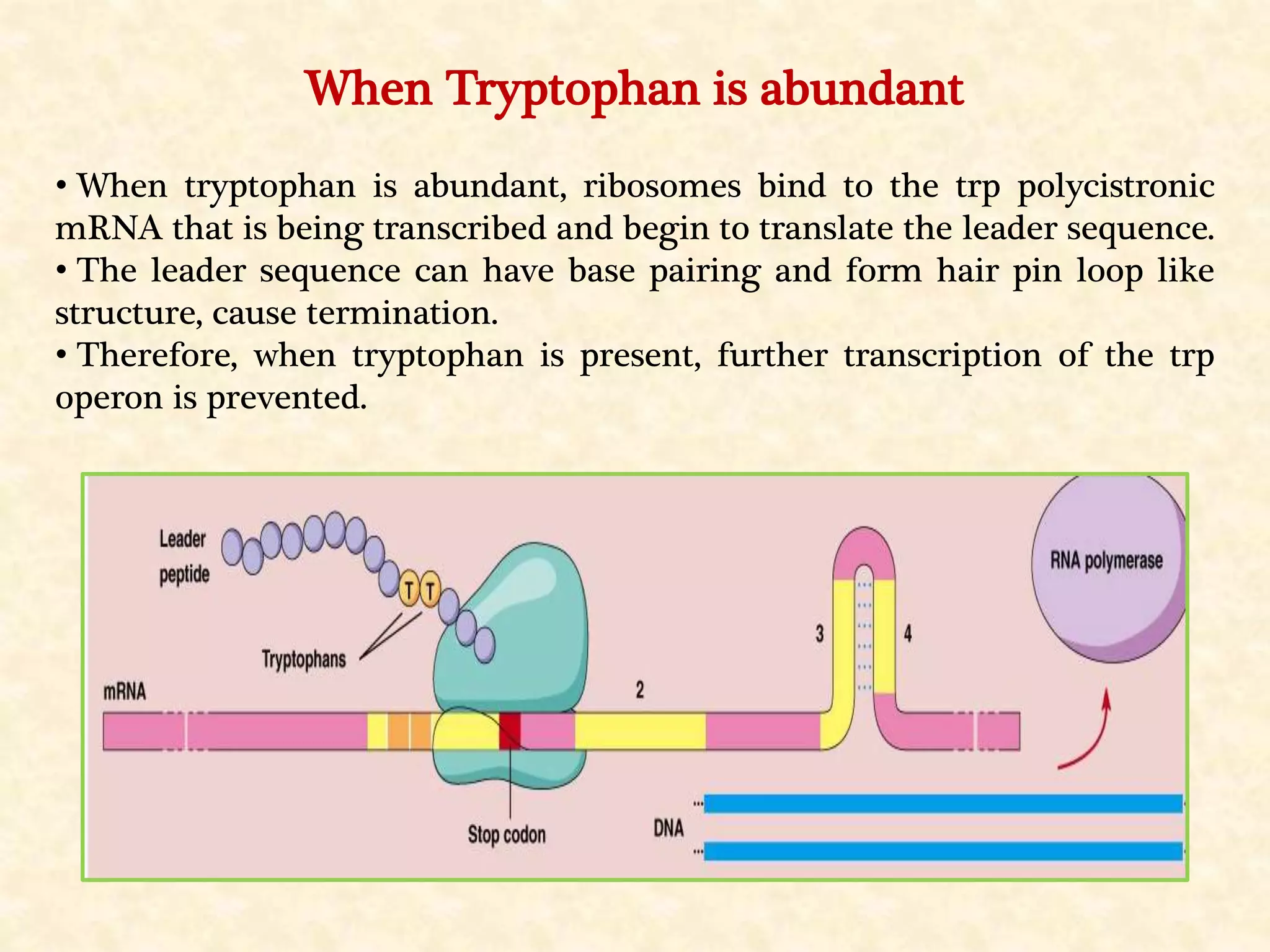 When Tryptophan is abundant
• When tryptophan is abundant, ribosomes bind to the trp polycistronic
mRNA that is being transcribed and begin to translate the leader sequence.
• The leader sequence can have base pairing and form hair pin loop like
structure, cause termination.
• Therefore, when tryptophan is present, further transcription of the trp
operon is prevented.
 