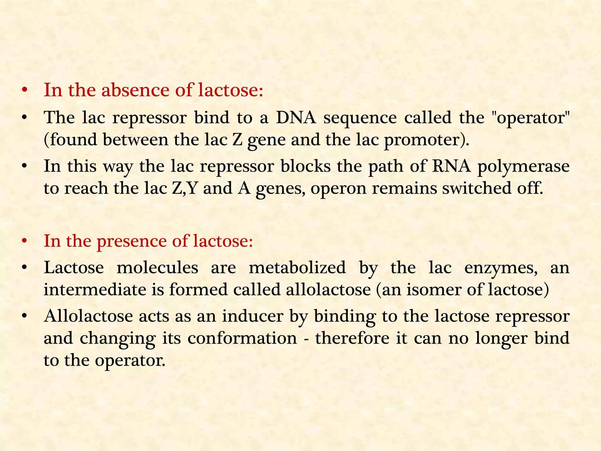 • In the absence of lactose:
• The lac repressor bind to a DNA sequence called the "operator"
(found between the lac Z gene and the lac promoter).
• In this way the lac repressor blocks the path of RNA polymerase
to reach the lac Z,Y and A genes, operon remains switched off.
• In the presence of lactose:
• Lactose molecules are metabolized by the lac enzymes, an
intermediate is formed called allolactose (an isomer of lactose)
• Allolactose acts as an inducer by binding to the lactose repressor
and changing its conformation - therefore it can no longer bind
to the operator.
 