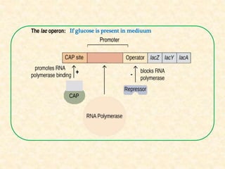Gene expression in prokaryotes