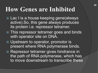 How Genes are Inhibited
20
 Lac I is a house keeping gene(always
active).So, this gene always produces
its protein i.e. repressor tetramer.
 This repressor tetramer goes and binds
with operator site on DNA.
 Upstream to operator, promotor is
present where RNA polymerase binds.
 Repressor tetramer gives hindrance in
the path of RNA polymerase, which has
to move downstream to transcribe these
 