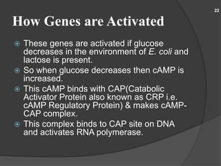 How Genes are Activated
22
 These genes are activated if glucose
decreases in the environment of E. coli and
lactose is present.
 So when glucose decreases then cAMP is
increased.
 This cAMP binds with CAP(Catabolic
Activator Protein also known as CRP i.e.
cAMP Regulatory Protein) & makes cAMP-
CAP complex.
 This complex binds to CAP site on DNA
and activates RNA polymerase.
 