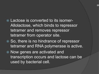  Lactose is converted to its isomer-
Allolactose, which binds to repressor
tetramer and removes repressor
tetramer from operator site.
 So, there is no hindrance of repressor
tetramer and RNA polymerase is active.
 Now genes are activated and
transcription occurs and lactose can be
used by bacterial cell.
23
 