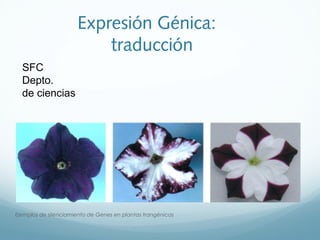 Expresión Génica:
traducción
Ejemplos de silenciamiento de Genes en plantas trangénicas
SFC
Depto.
de ciencias
 