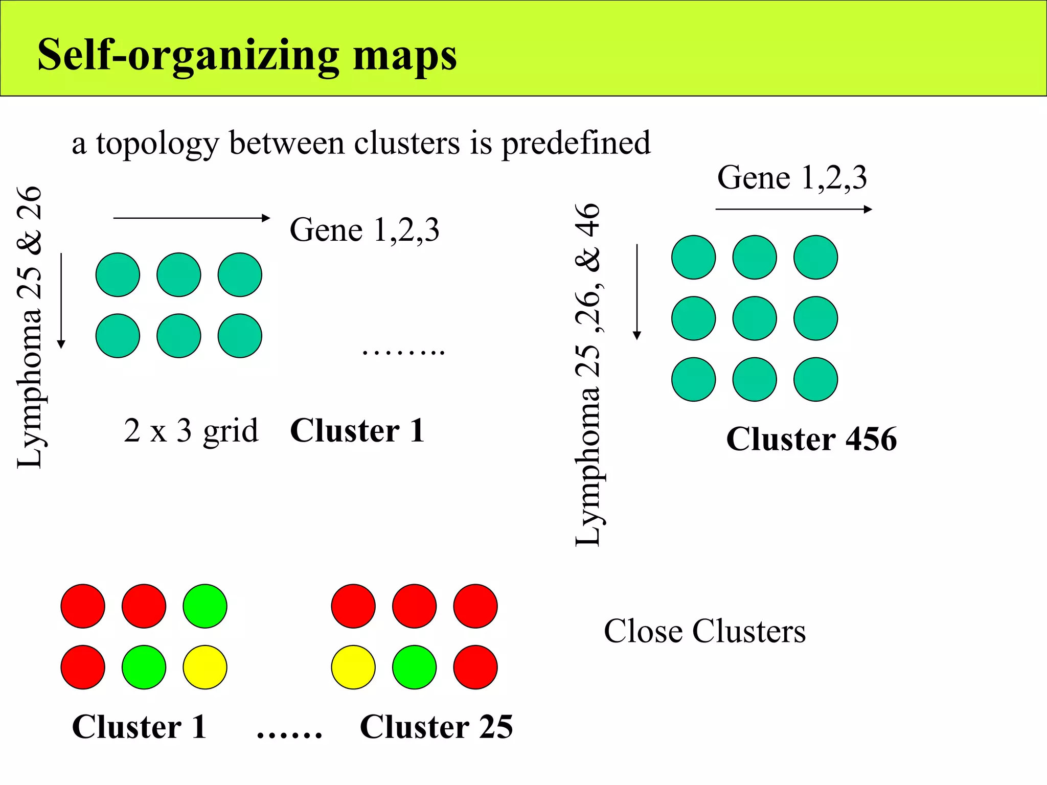 Self-organizing maps a topology between clusters is predefined 2 x 3 grid Gene 1,2,3 Lymphoma 25 & 26 …….. Gene 1,2,3 Lymphoma 25 ,26, & 46 Cluster 1 Cluster 456 Cluster 1 ……  Cluster 25 Close Clusters 