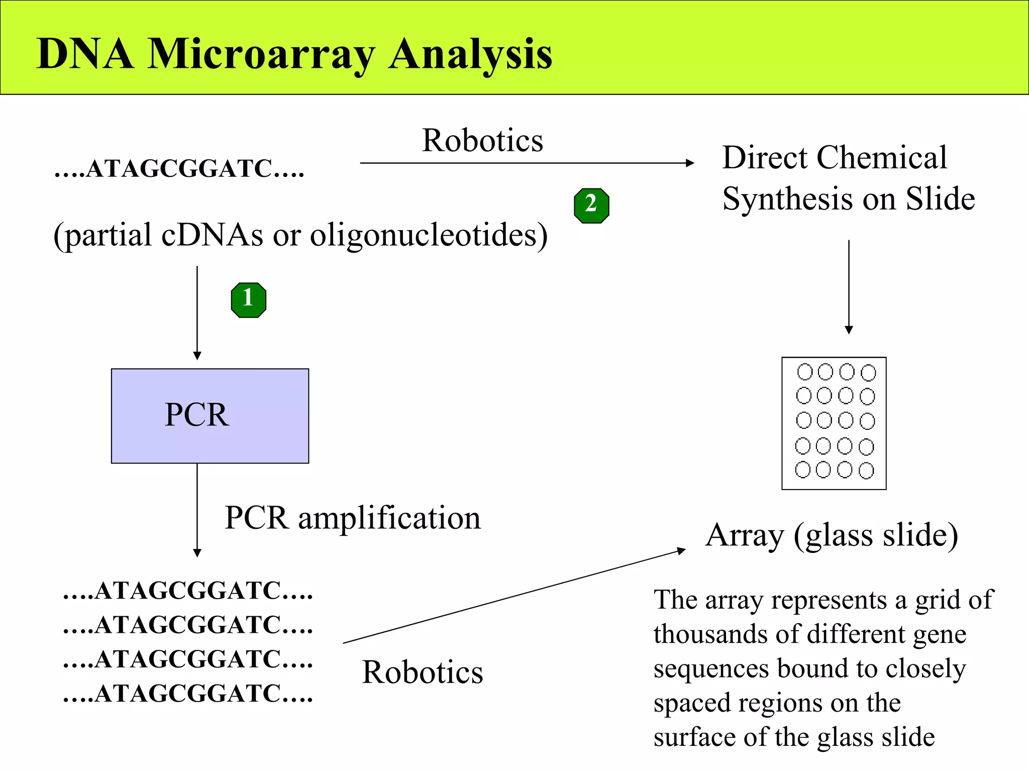DNA Microarray Analysis … .ATAGCGGATC…. (partial cDNAs or oligonucleotides) Array (glass slide) PCR … .ATAGCGGATC…. … .ATAGCGGATC…. … .ATAGCGGATC…. … .ATAGCGGATC…. PCR amplification Robotics Direct Chemical Synthesis on Slide Robotics 1 2 The array represents a grid of thousands of different gene sequences bound to closely spaced regions on the surface of the glass slide 