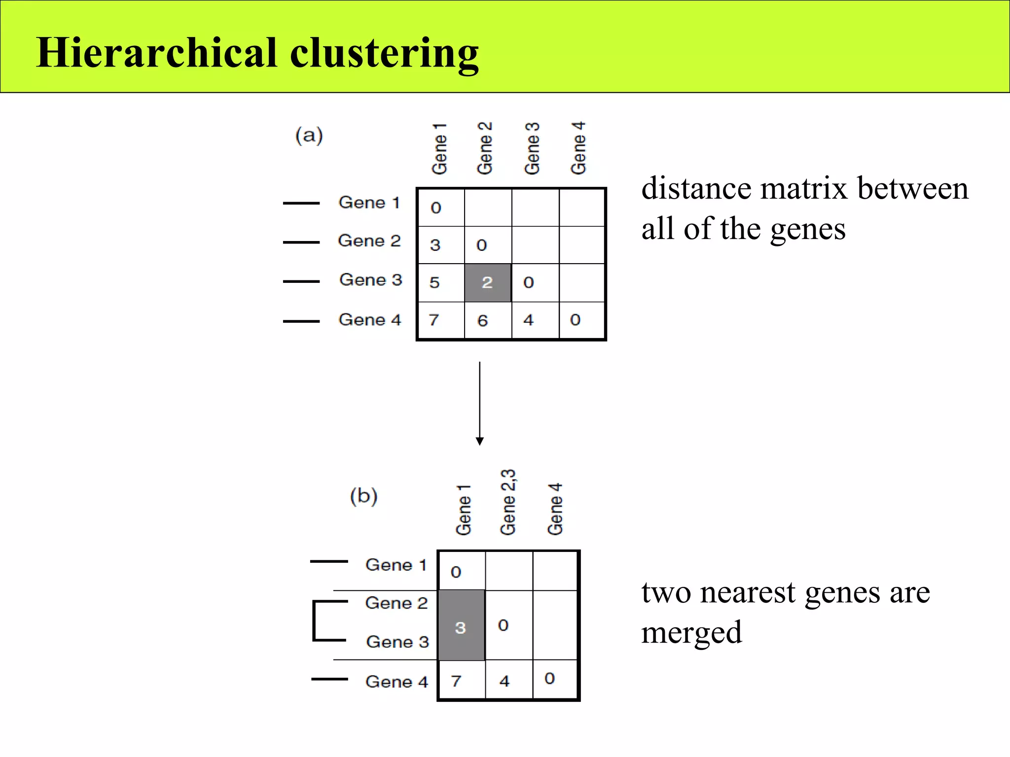 Hierarchical clustering distance matrix between all of the genes two nearest genes are merged 