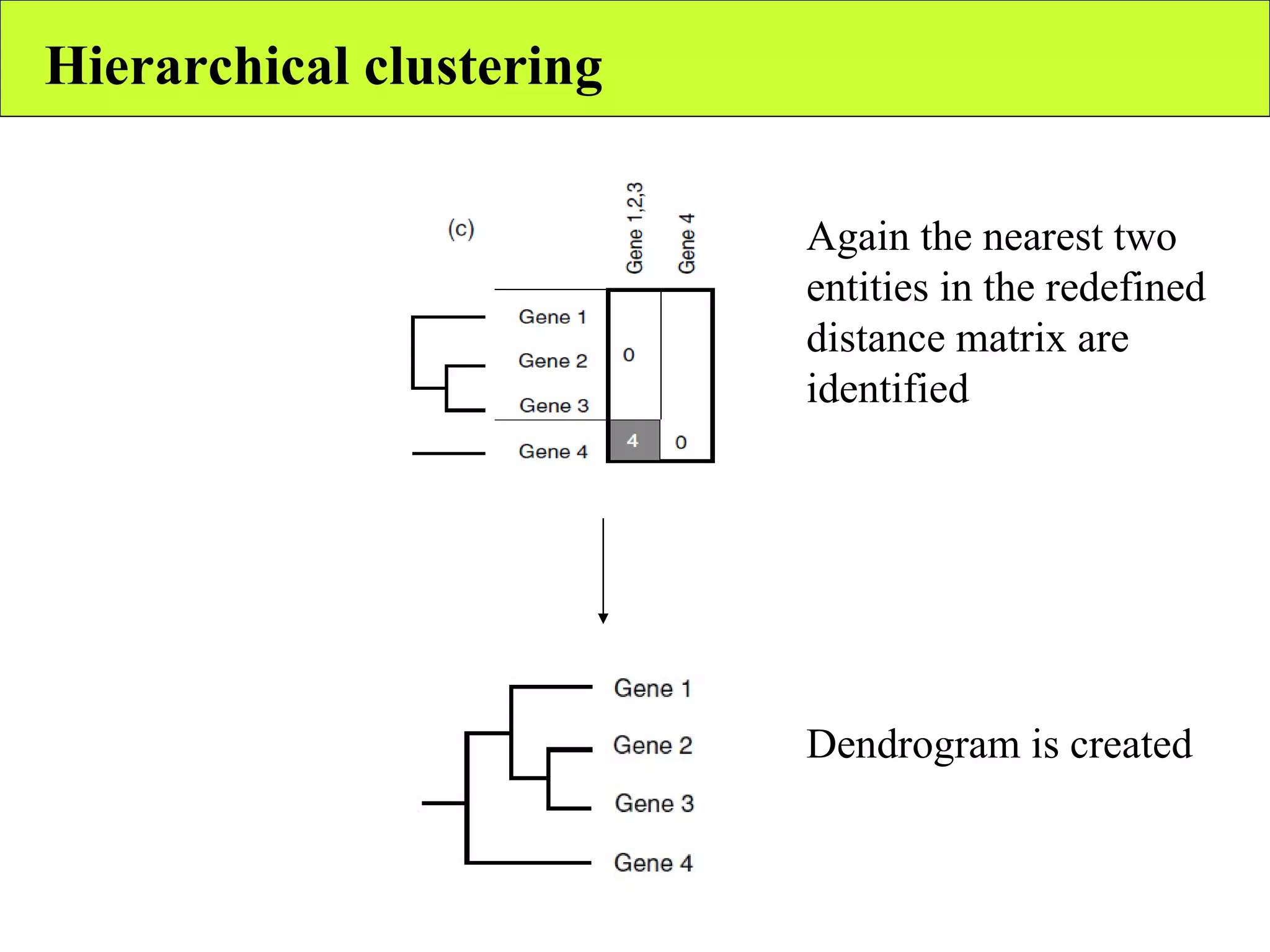 Hierarchical clustering Again the nearest two entities in the redefined distance matrix are identified Dendrogram is created 