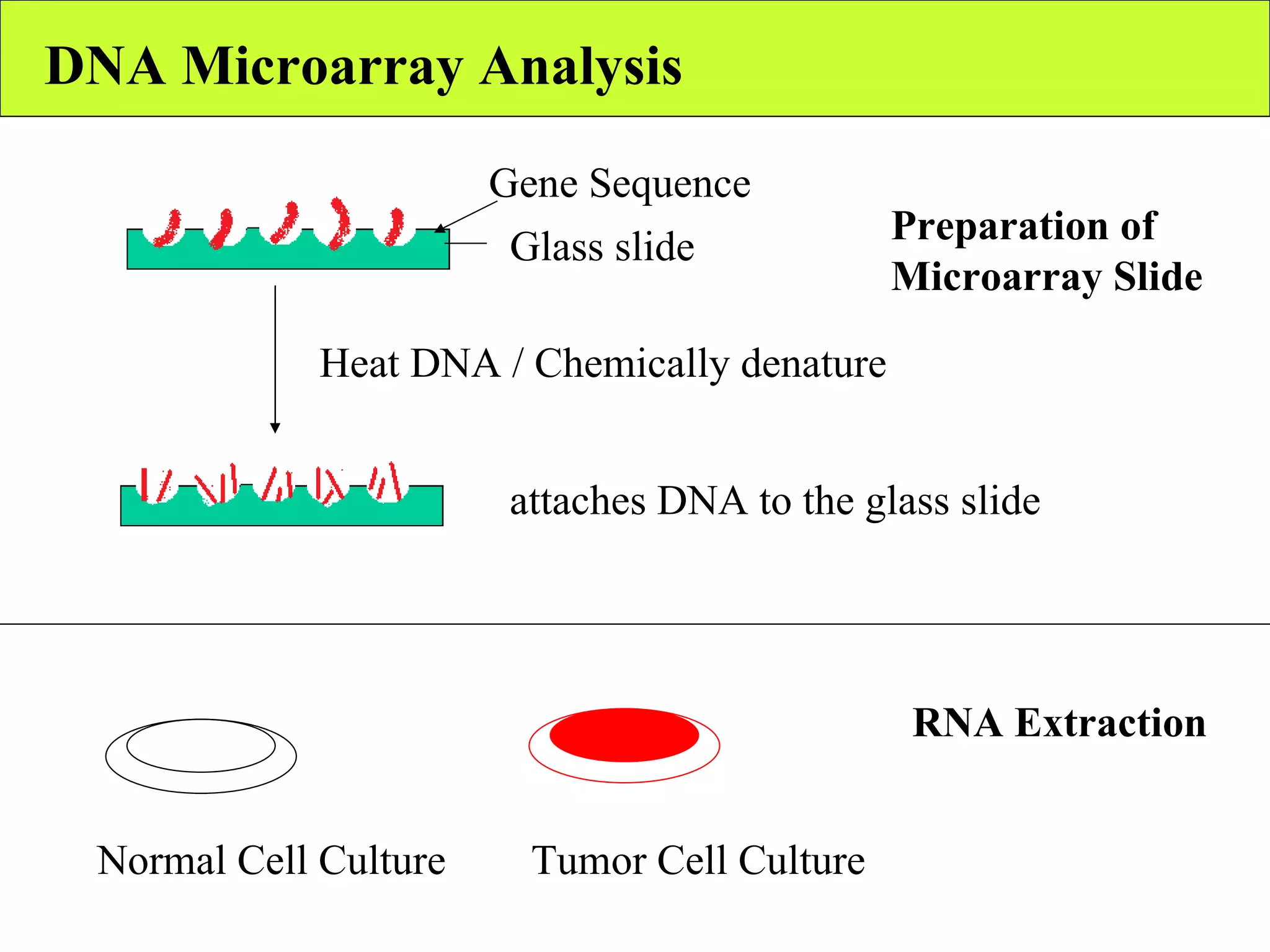 DNA Microarray Analysis Glass slide Gene Sequence Heat DNA / Chemically denature attaches DNA to the glass slide Preparation of  Microarray Slide RNA Extraction Normal Cell Culture  Tumor Cell Culture  