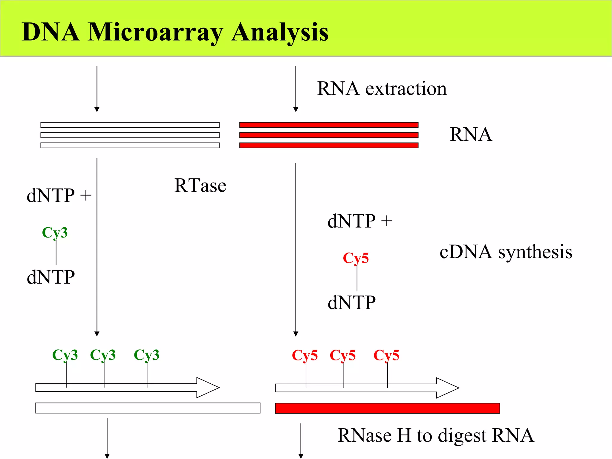 DNA Microarray Analysis RNA RNA extraction cDNA synthesis RTase dNTP + dNTP Cy3 dNTP + dNTP Cy5 Cy3 Cy3 Cy3 Cy5 Cy5 Cy5 RNase H to digest RNA 