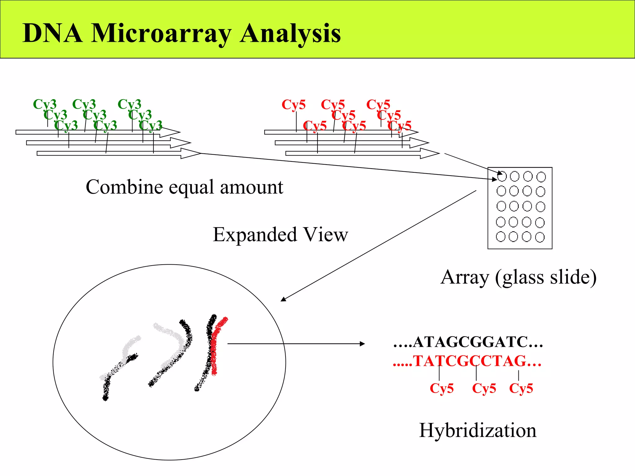 DNA Microarray Analysis Cy3 Cy3 Cy3 Cy5 Cy5 Cy5 Cy3 Cy3 Cy3 Cy3 Cy3 Cy3 Cy5 Cy5 Cy5 Cy5 Cy5 Cy5 Combine equal amount Array (glass slide) Expanded View … .ATAGCGGATC… .....TATCGCCTAG… Hybridization Cy5 Cy5 