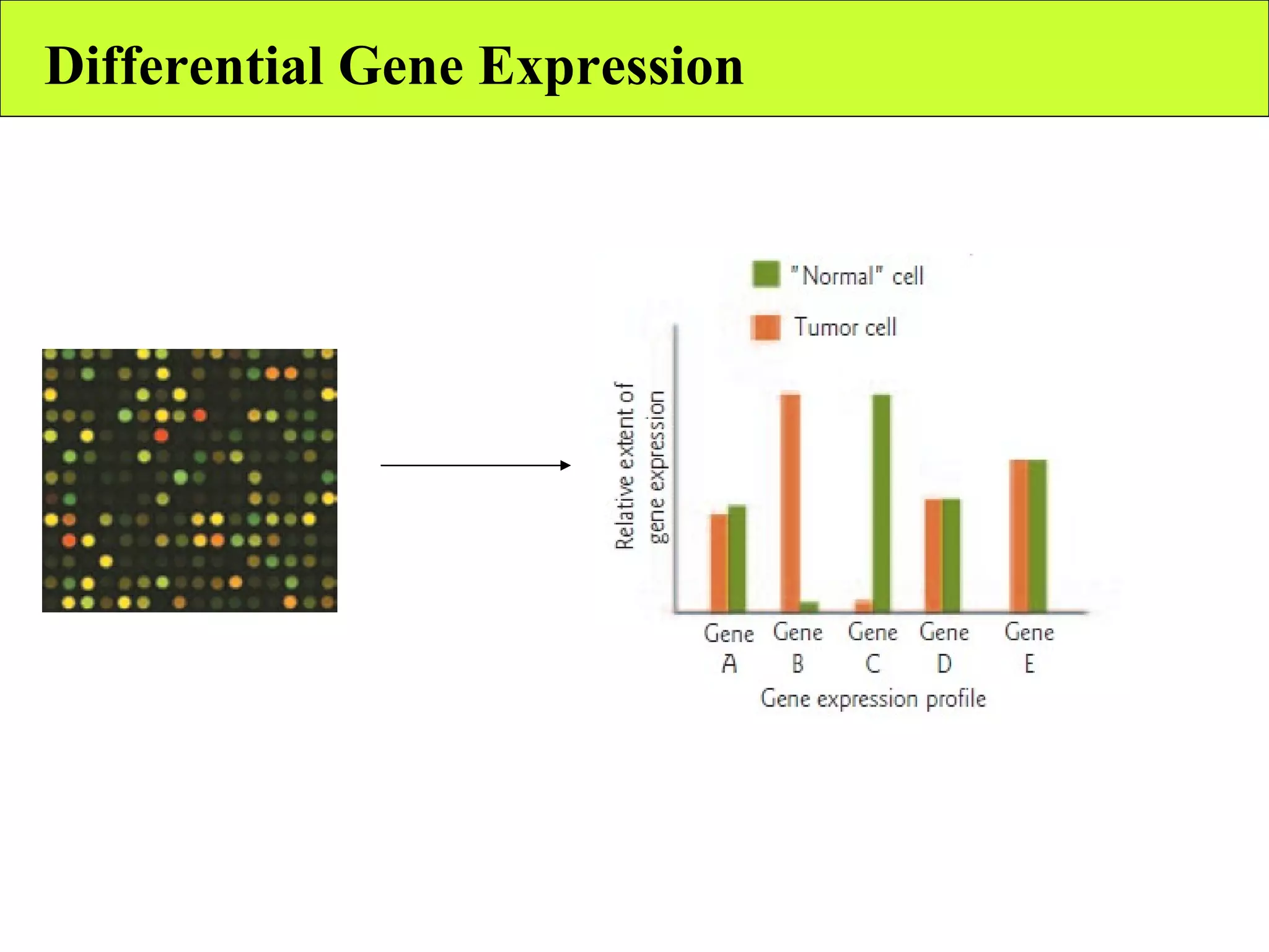 Differential Gene Expression 