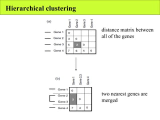 Hierarchical clustering distance matrix between all of the genes two nearest genes are merged 