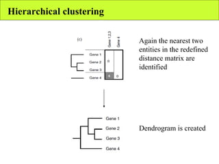 Hierarchical clustering Again the nearest two entities in the redefined distance matrix are identified Dendrogram is created 