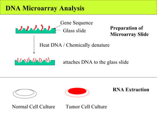 DNA Microarray Analysis Glass slide Gene Sequence Heat DNA / Chemically denature attaches DNA to the glass slide Preparation of  Microarray Slide RNA Extraction Normal Cell Culture  Tumor Cell Culture  
